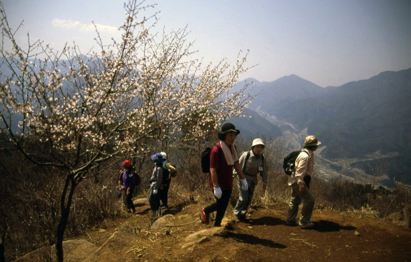 高川山